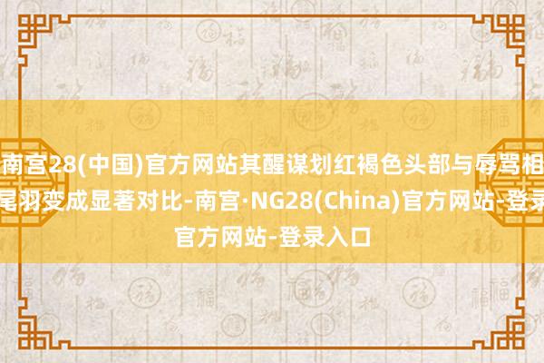 南宫28(中国)官方网站其醒谋划红褐色头部与辱骂相间的尾羽变成显著对比-南宫·NG28(China)官方网站-登录入口